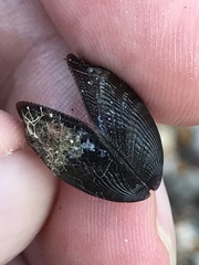 Brachidontes pharaonis