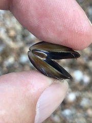 Brachidontes pharaonis