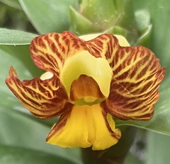 Costus pictus