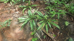 Chlorophytum chloranthum
