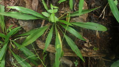 Chlorophytum chloranthum
