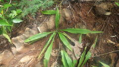 Chlorophytum chloranthum