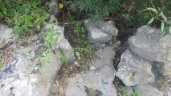 Chlorophytum chloranthum