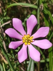 Sabatia dodecandra