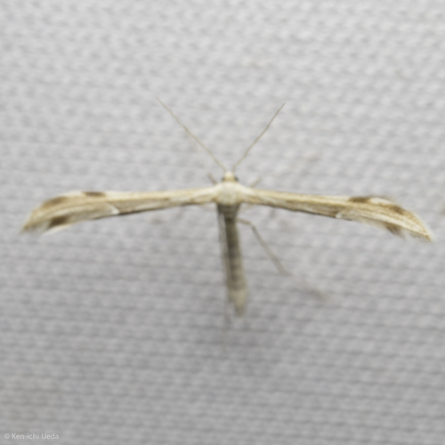 iNaturalist observation photo of Pterophorinae