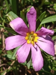 Sabatia dodecandra