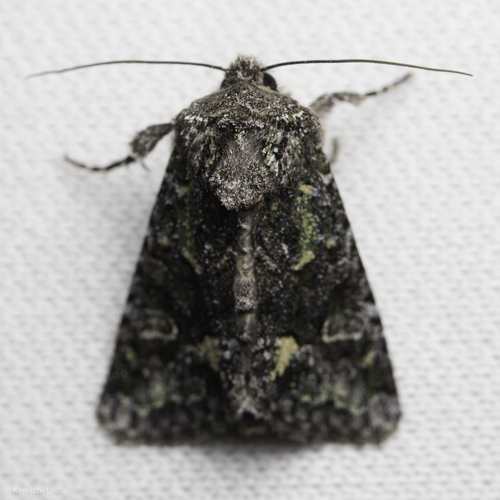 iNaturalist observation photo of Cutworm Moths and Allies