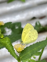 Eurema hecabe