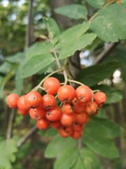 Sorbus aucuparia
