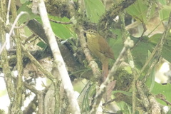 Anabacerthia striaticollis