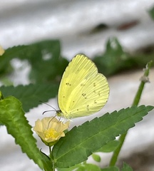 Eurema hecabe