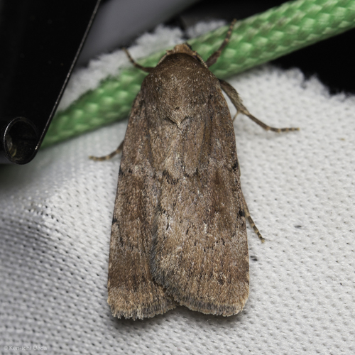 iNaturalist observation photo of Cutworm Moths and Allies