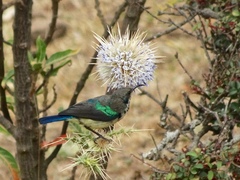 Cinnyris venustus