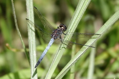 Dasythemis esmeralda