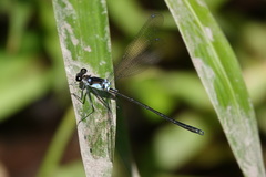 Teinopodagrion