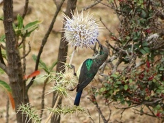 Cinnyris venustus