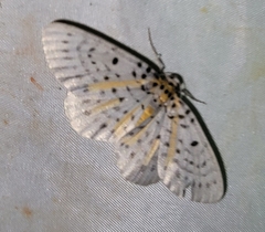 Geometridae