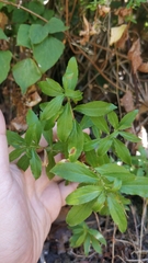 Hypericum glandulosum