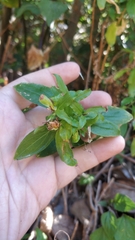 Hypericum glandulosum