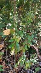 Hypericum glandulosum