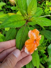Impatiens