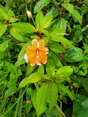 Impatiens