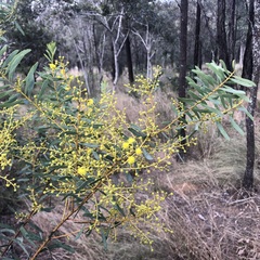 Acacia decora
