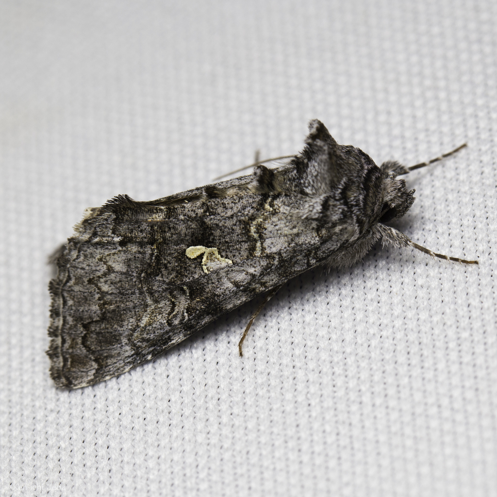 Cabbage Looper Moth (Noctuidae of Africa) · iNaturalist