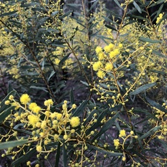 Acacia decora