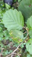 Eriophyes alniincanae