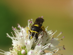 Hylaeus pictus