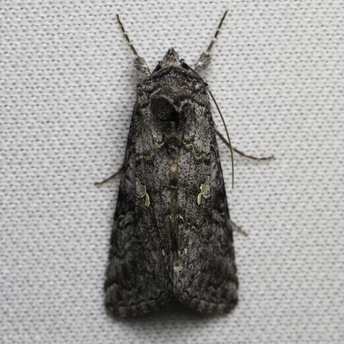 Cabbage Looper Moth