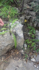 Chlorophytum chloranthum