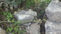 Chlorophytum chloranthum