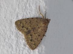 Autophila cataphanes