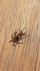 Artoriopsis expolita