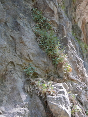 Petrocoptis glaucifolia