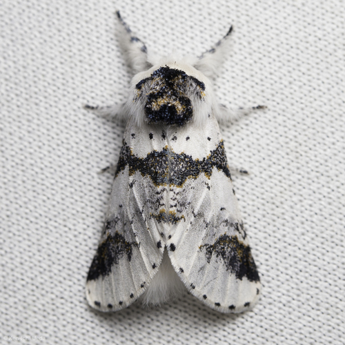 iNaturalist observation photo of Zigzag Furcula Moth