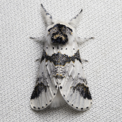 Furcula scolopendrina