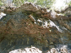 Petrocoptis glaucifolia