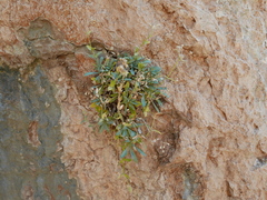 Petrocoptis glaucifolia