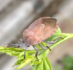 Dinidoridae