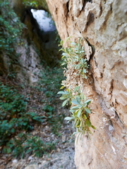 Petrocoptis glaucifolia