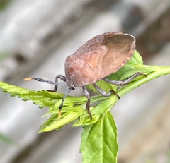 Dinidoridae