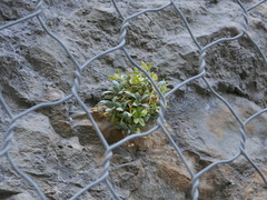 Petrocoptis glaucifolia