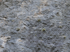 Petrocoptis glaucifolia