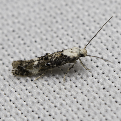 iNaturalist observation photo of White-based Mompha