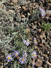 Aster altaicus