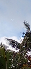 Cynopterus sphinx