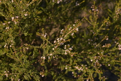 Thryptomene